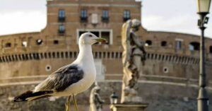 Gabbiano a Castel Sant'Angelo