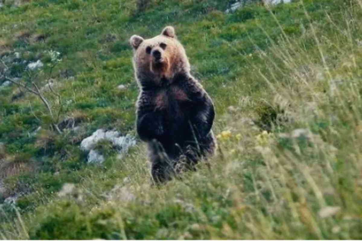 Orso compare nel documentario "Pericolosamente Vicini"