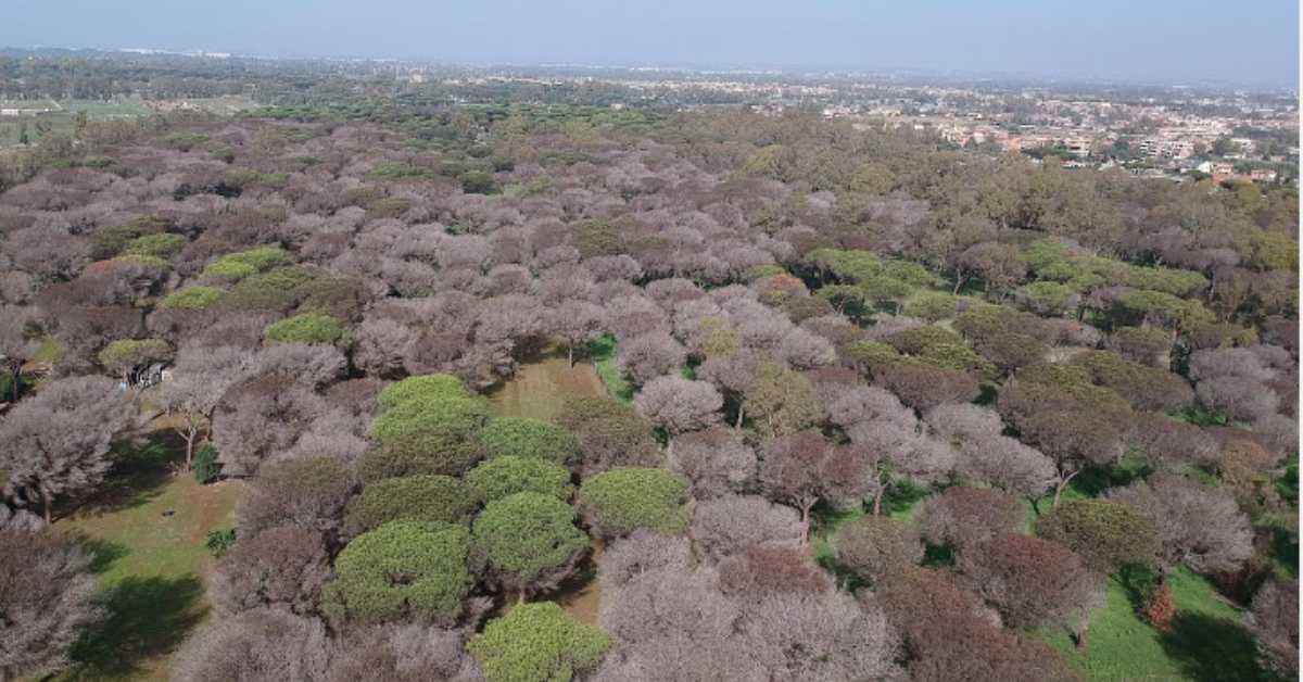 Foto dall'alto della Pineta di Castel Fusano