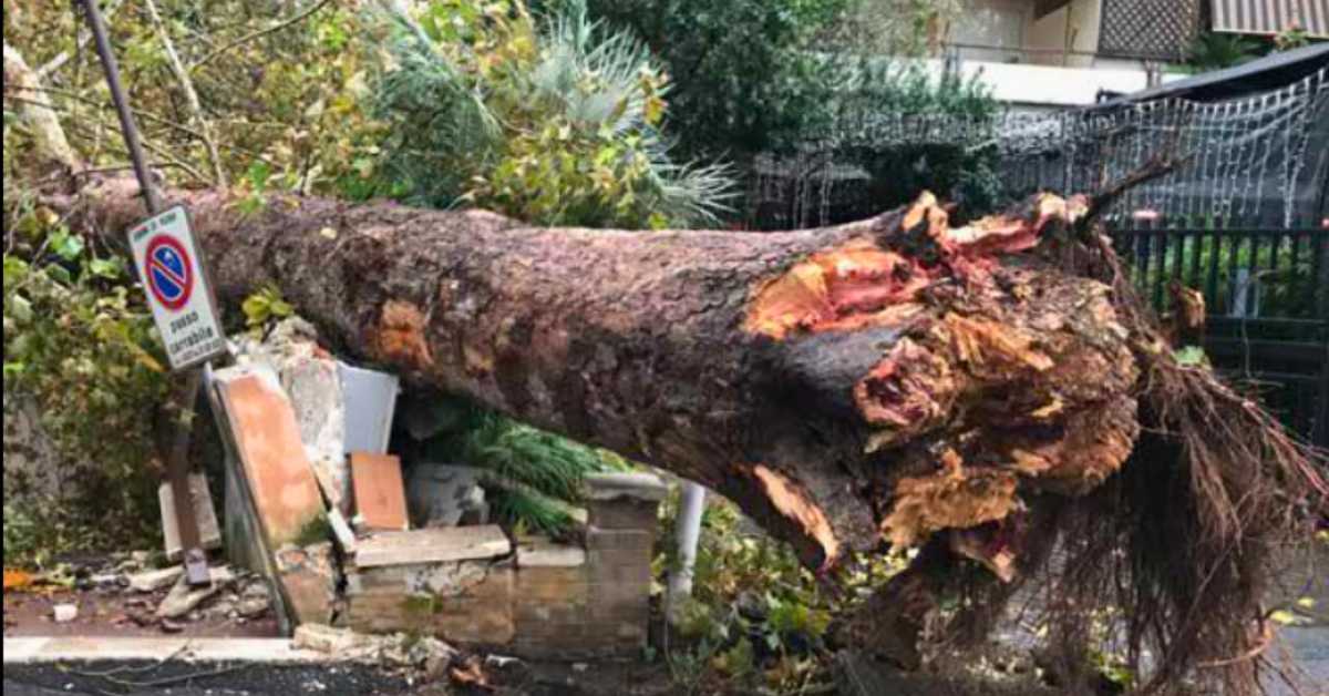 Albero crollato a Roma