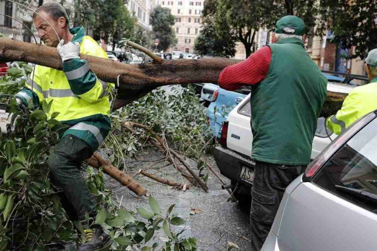 Albero crollato a Roma: volontari e servizio giardini lo spostano