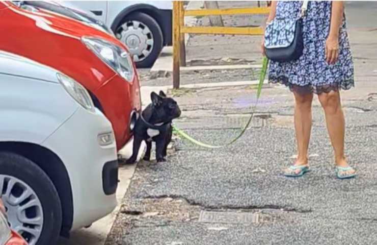 Cane fa i bisogni davanti una macchina in sosta a Ostia