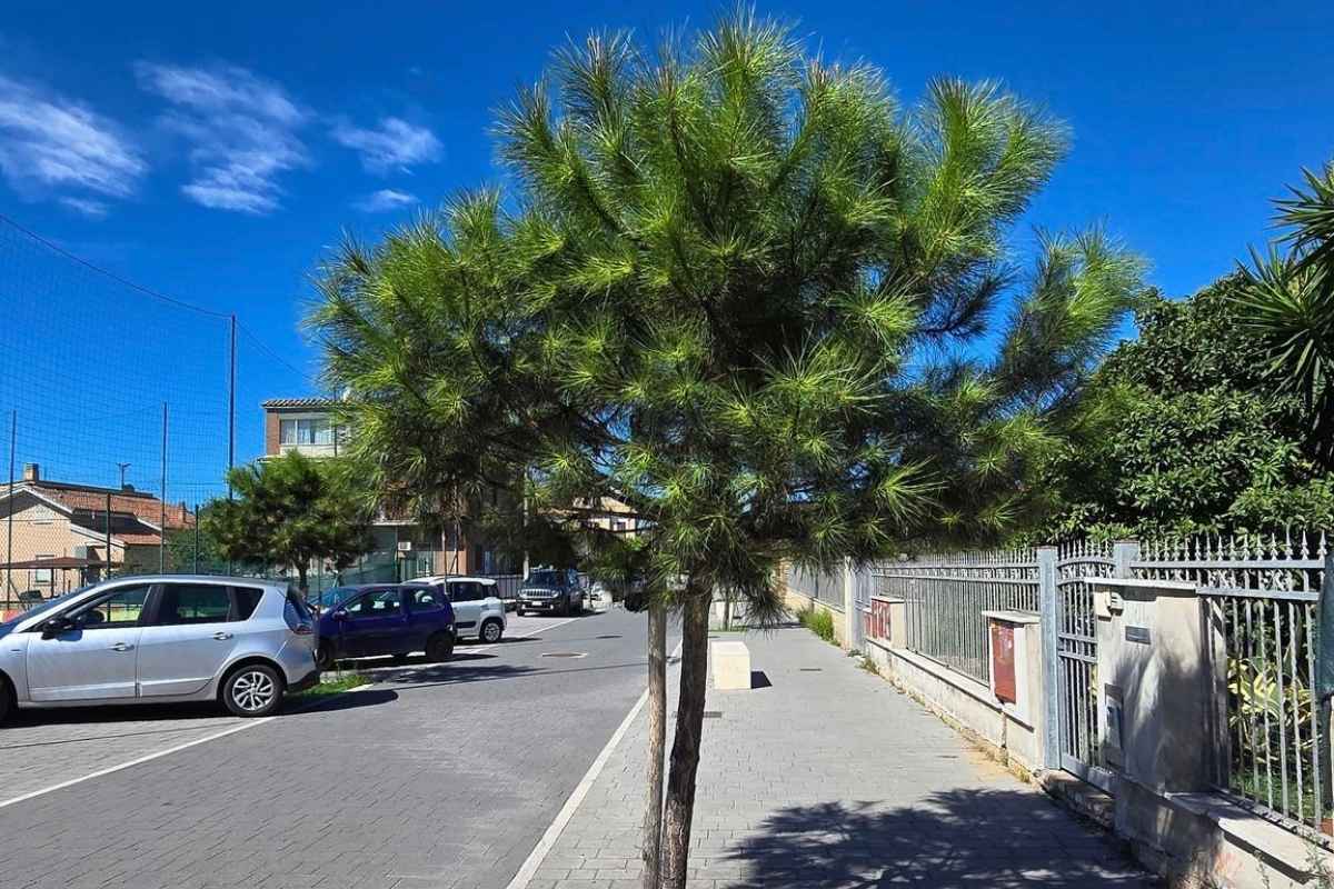 Foto del nuovo pino su via della Stazione di Ostia Antica