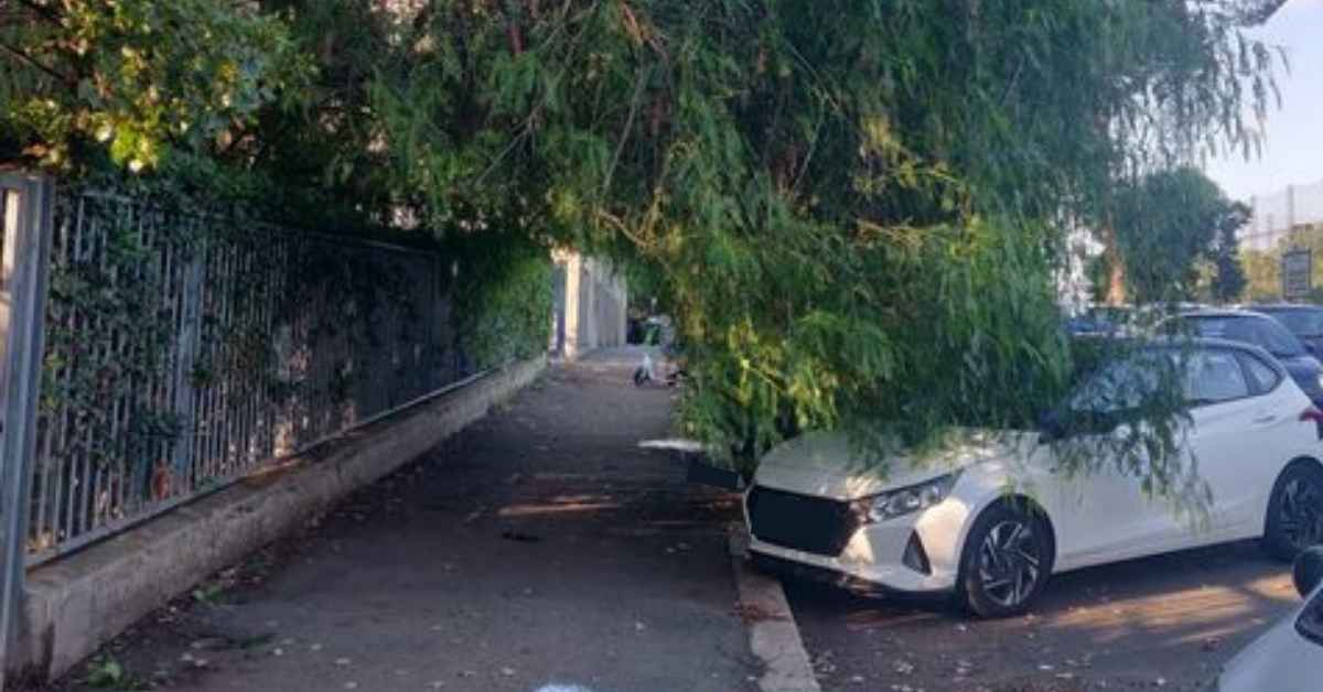 Albero a rischio crollo nel Giardino Francesco Albani