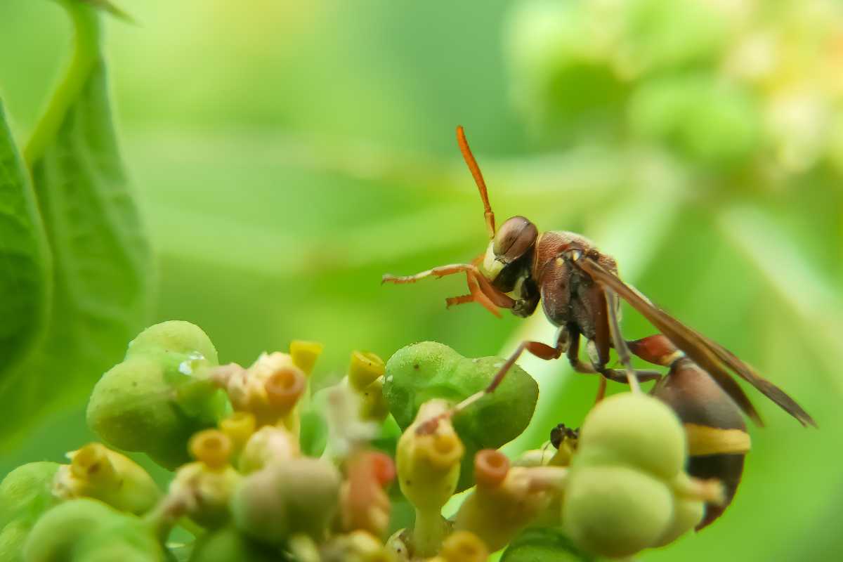 Foto della Vespa Orientalis