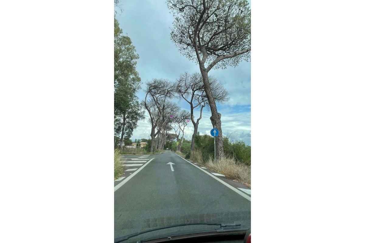 Alberi pericolanti di via dei Pescatori a Ostia