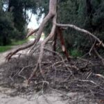 Albero caduto su via Gherardo a Ostia Antica