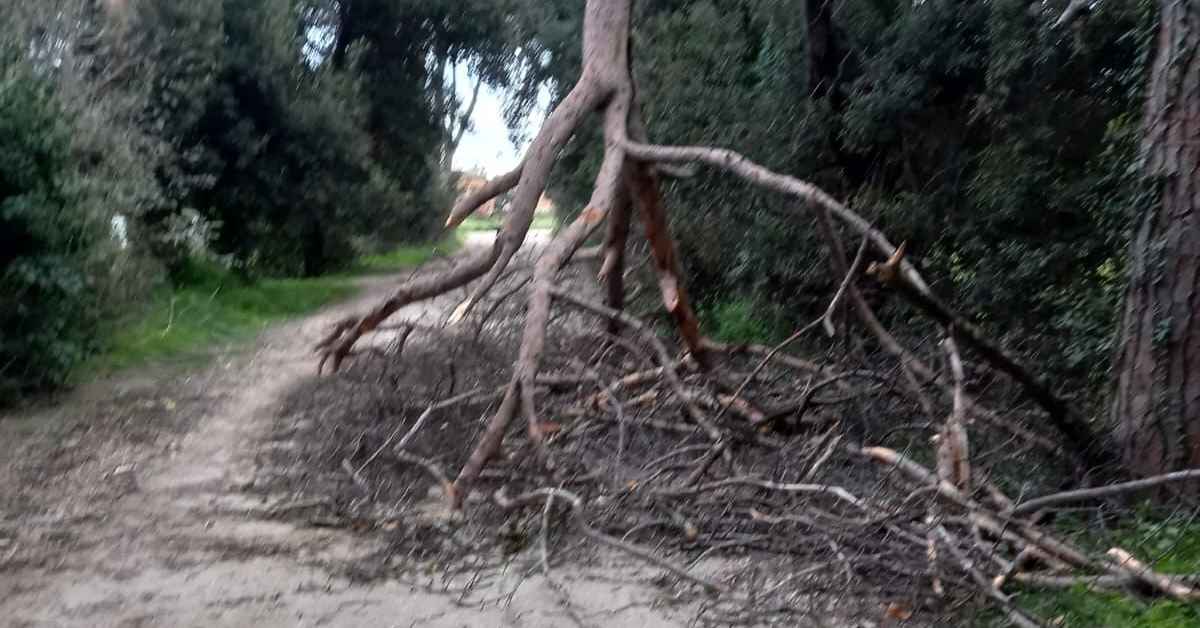 Albero caduto su via Gherardo a Ostia Antica