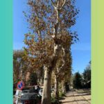 Alberi che verranno tagliati a via Rodolfo Grimaldi Casta