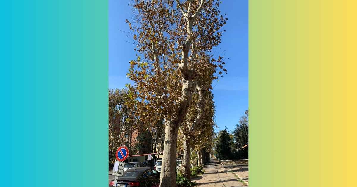 Alberi che verranno tagliati a via Rodolfo Grimaldi Casta