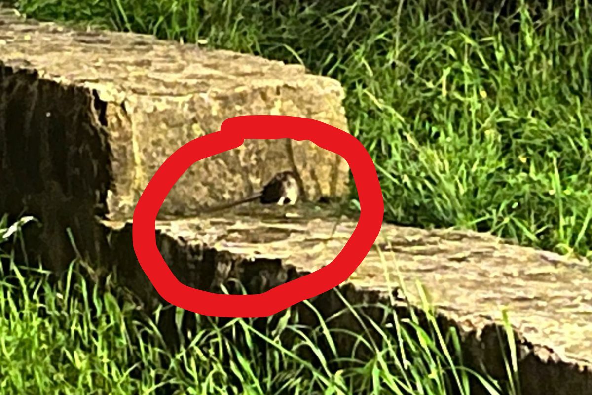 Foto del topo immortalato nel Parco Giuseppe Pallotta di Ostia