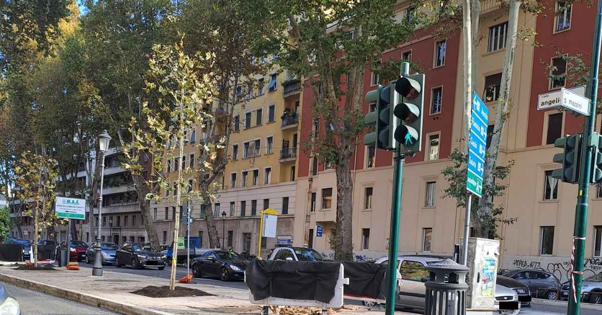 Nuovi alberi piantati a Viale Giuseppe Mazzini a Roma