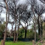 Alberi abbattuti nella Pineta di Castel Fusano