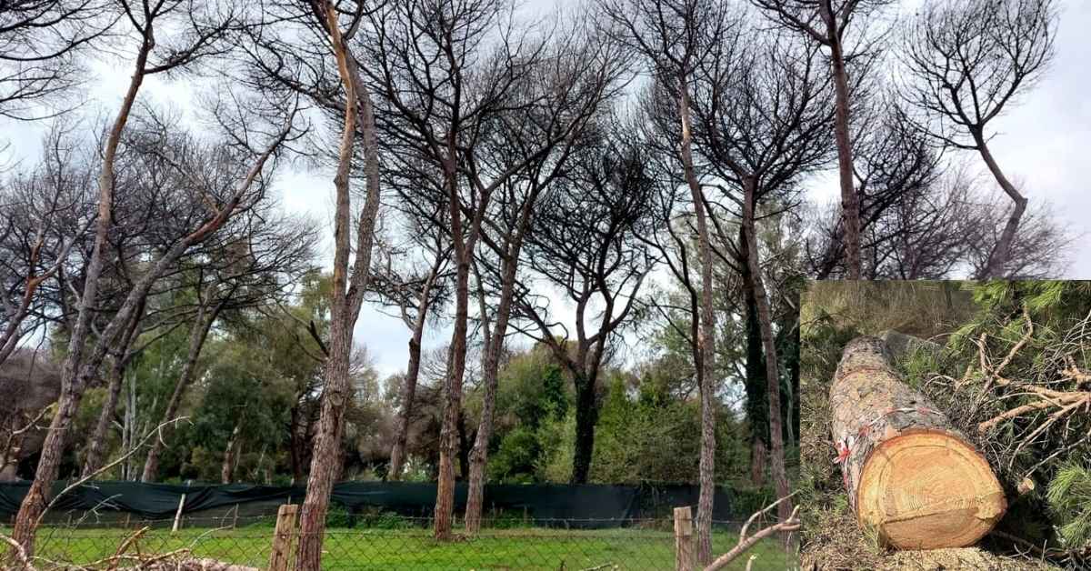 Alberi abbattuti nella Pineta di Castel Fusano