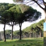 Terreno arato dentro la Pineta delle Acque Rosse a Ostia