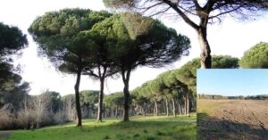 Terreno arato dentro la Pineta delle Acque Rosse a Ostia