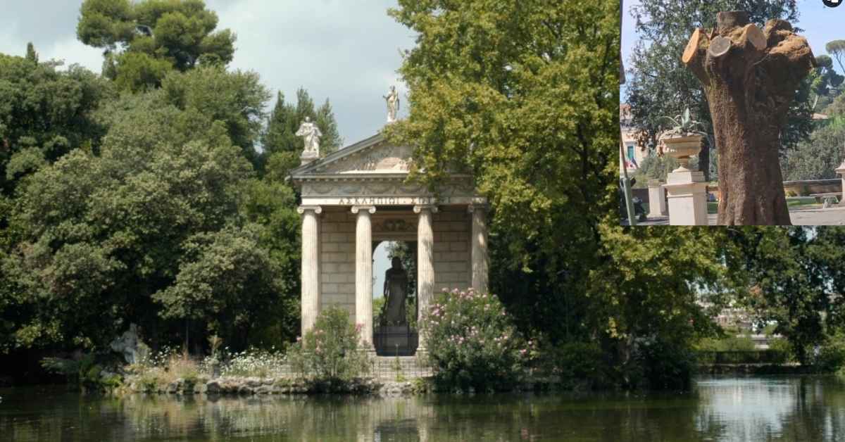 Alberi potati a Villa Borghese